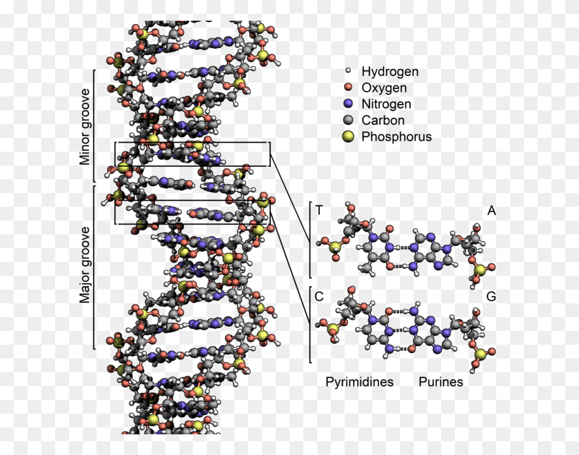 615x600 Dna Structure Key Labelled Spider Dna Structure, Christmas Tree, Tree, Ornament HD PNG Download