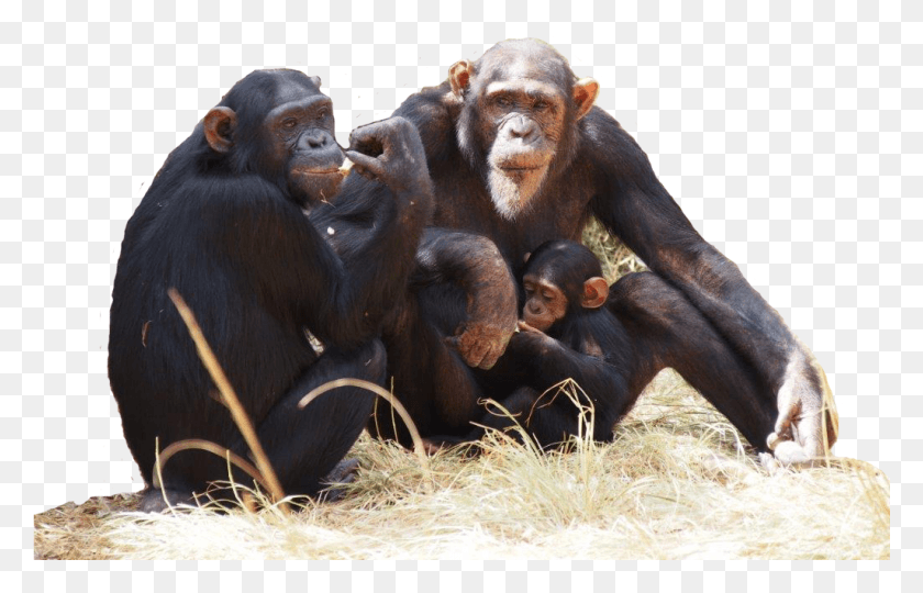 1025x632 Заслуживают Ли Обезьяны Права Человека Шимпанзе Png Скачать