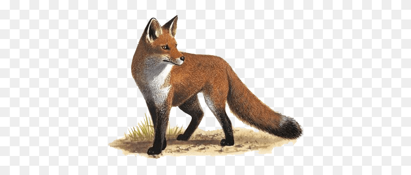 405x299 Do Foxes Live, Red Fox, Fox, Canine HD PNG Download