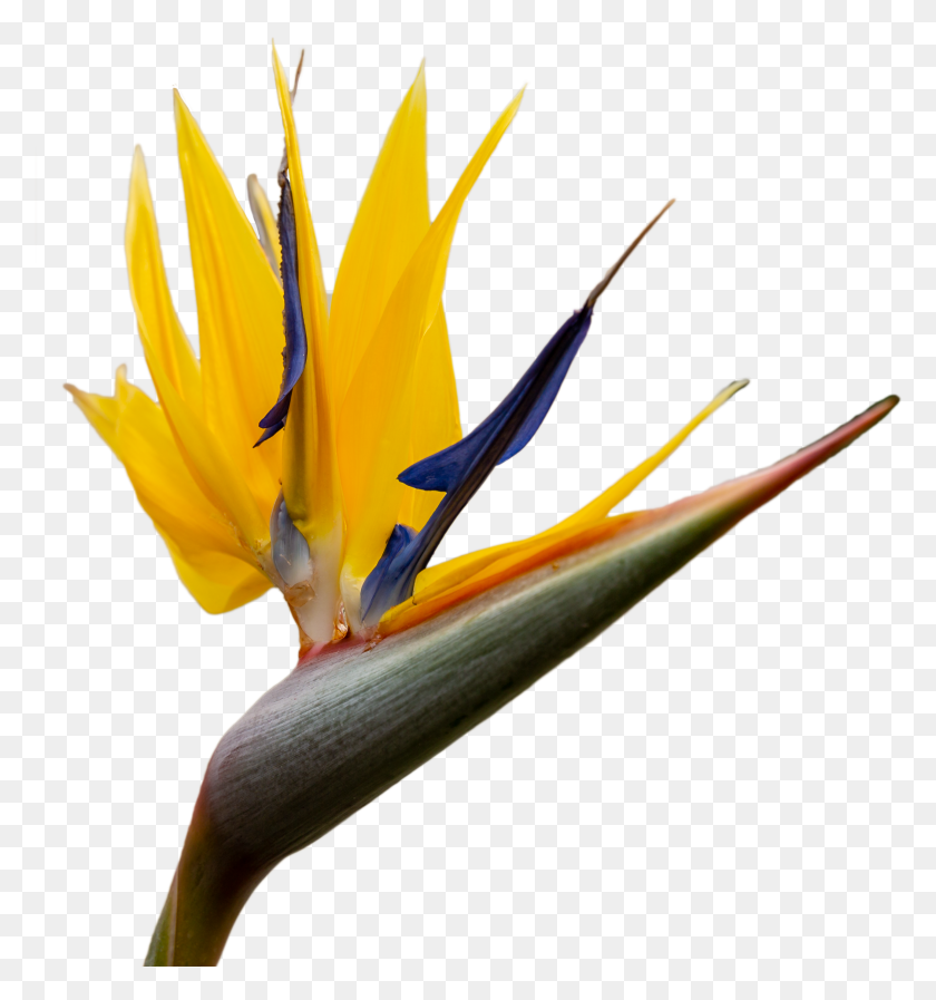 2576x2767 Do Patient Characteristics Affect Acupuncture Treatment Bird Of Paradise, Plant, Flower, Blossom HD PNG Download