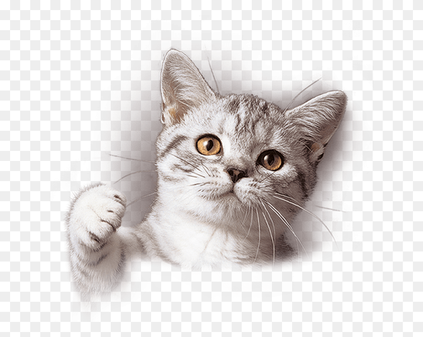 645x610 Do You Want A 39talkative39 Cat Whiskas Cat Breed, Pet, Mammal, Animal HD PNG Download