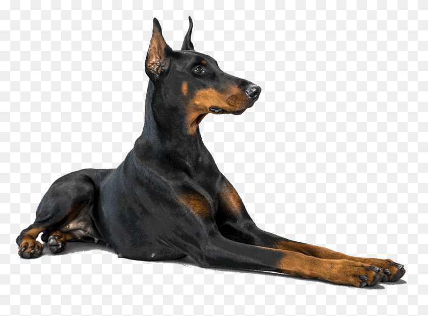 880x635 Doberman Dog, Pet, Canine, Animal HD PNG Download