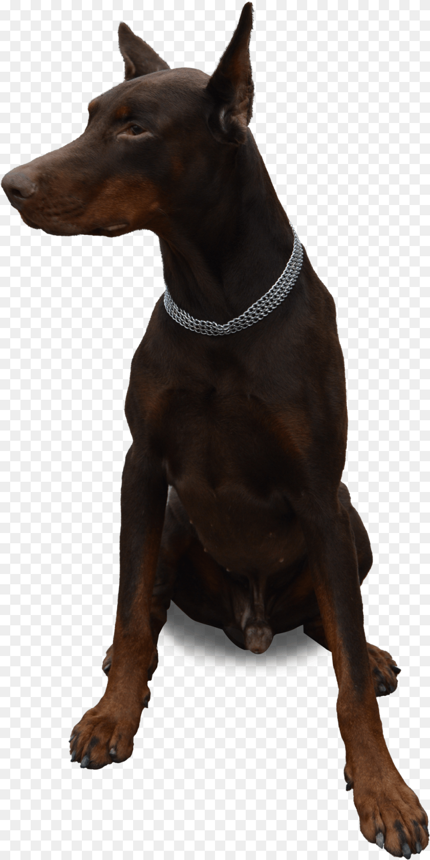 1053x2103 Doberman No Background, Accessories, Animal, Canine, Dog PNG