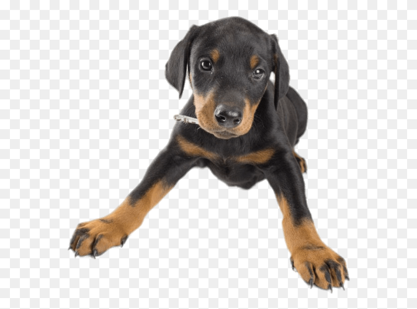 572x562 Doberman Puppy Dog, Dog, Pet, Canine HD PNG Download