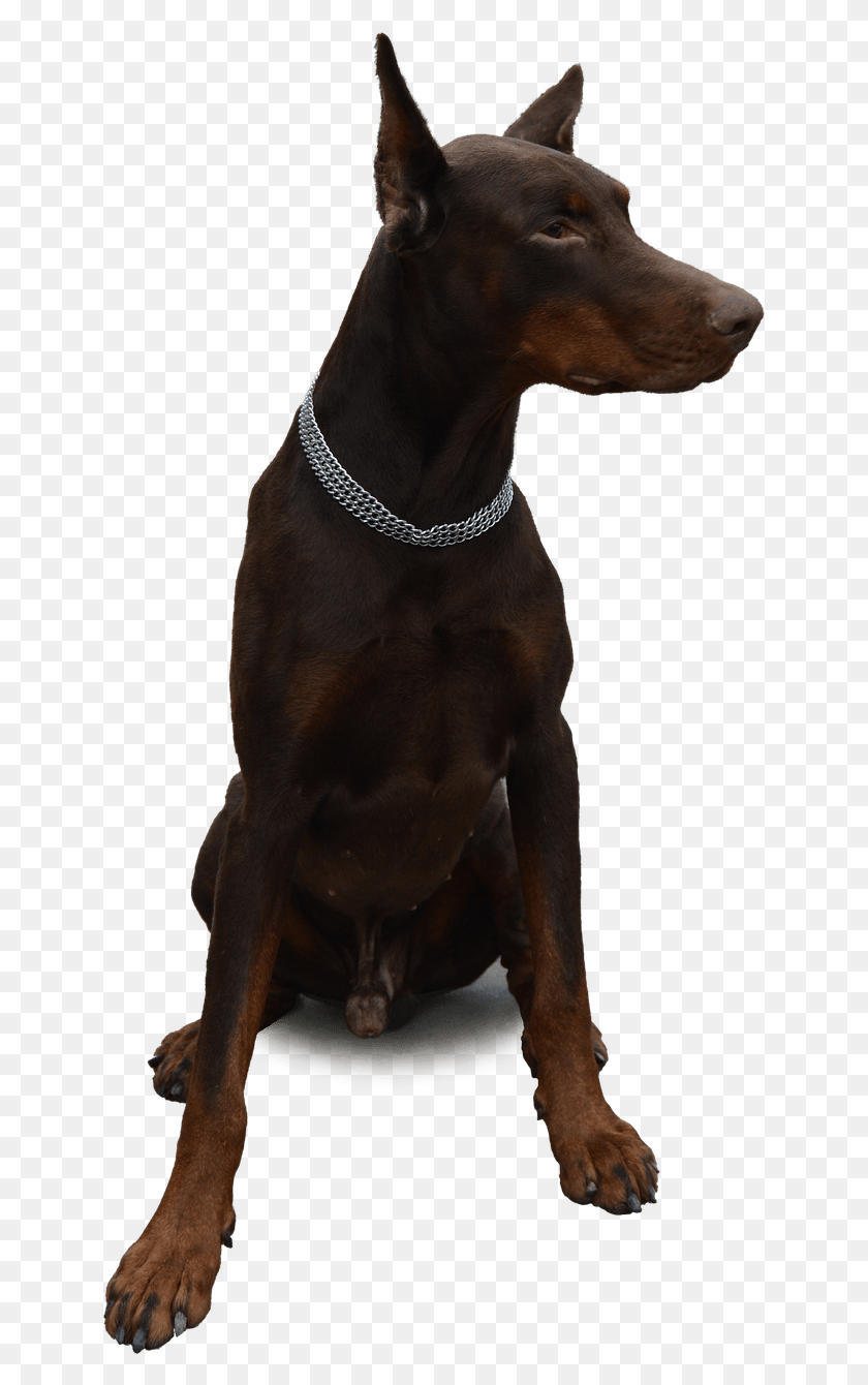 640x1280 Doberman Sitting Doberman, Dog, Pet, Canine HD PNG Download