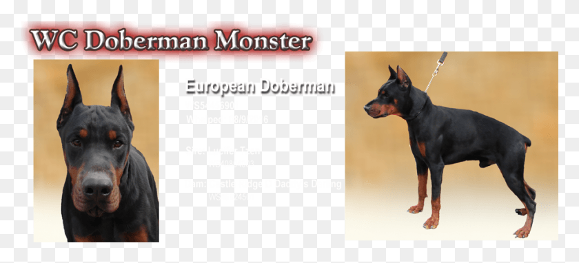925x383 Dobermann, Dog, Pet, Canine HD PNG Download