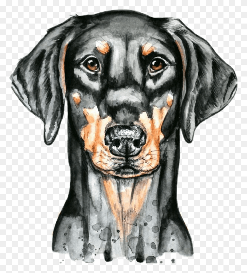 1024x1140 Dobermann Kopf Zeichnen, Dog, Pet, Canine HD PNG Download