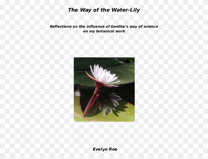 437x583 Doc European Marsh Thistle, Plant, Lily, Flower HD PNG Download