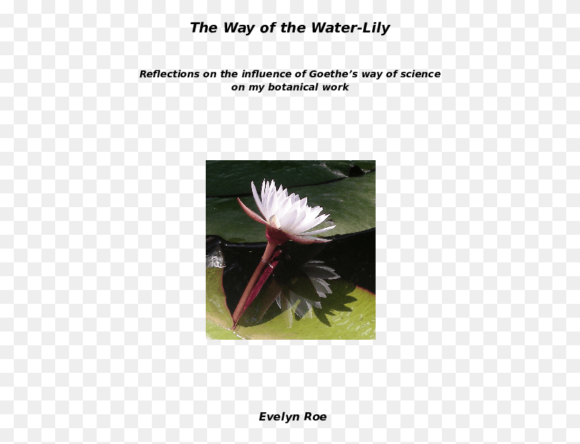 437x583 Descargar Png Doc European Marsh Thistle, Planta, Lily, Flor Hd Png