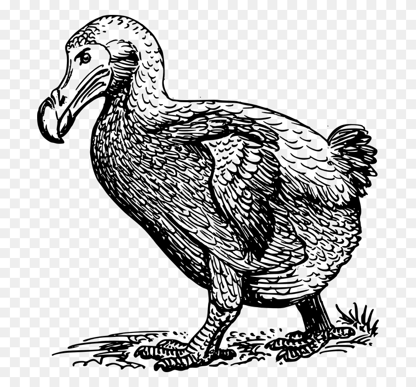 690x720 Dodo Bird Wings Extinct Plumas Animal Wildlife Dodo Bird Blanco Y Negro, World Of Warcraft Png