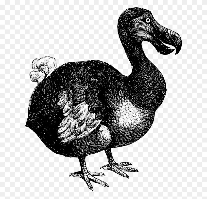 636x750 Dodo Flightless Bird Extinction Ark Dodo Bird No Background, Gray, World Of Warcraft HD PNG Download