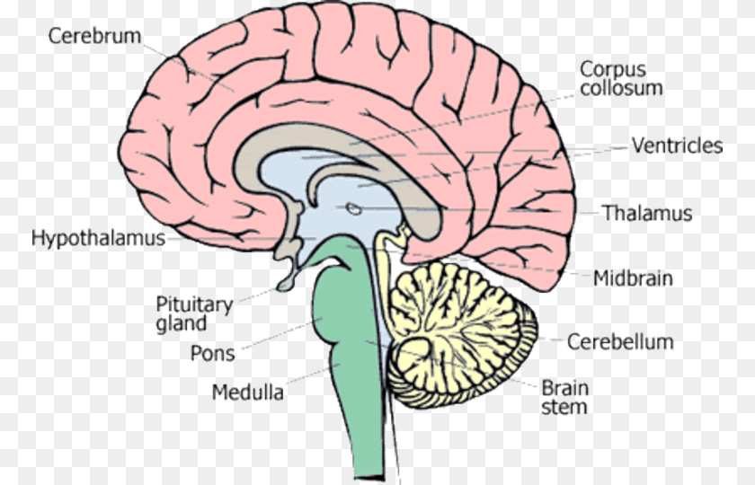 Does The Brain Stem Do, Person PNG