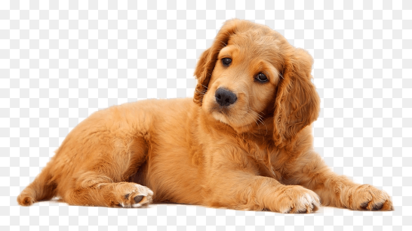 1637x864 Dog, Golden Retriever, Pet, Canine HD PNG Download