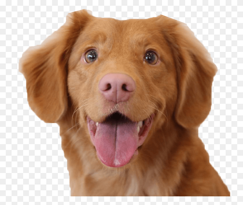 755x651 Dog, Golden Retriever, Pet, Canine HD PNG Download