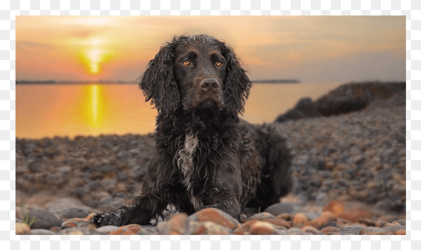 867x488 Dog, Pet, Canine, Animal HD PNG Download