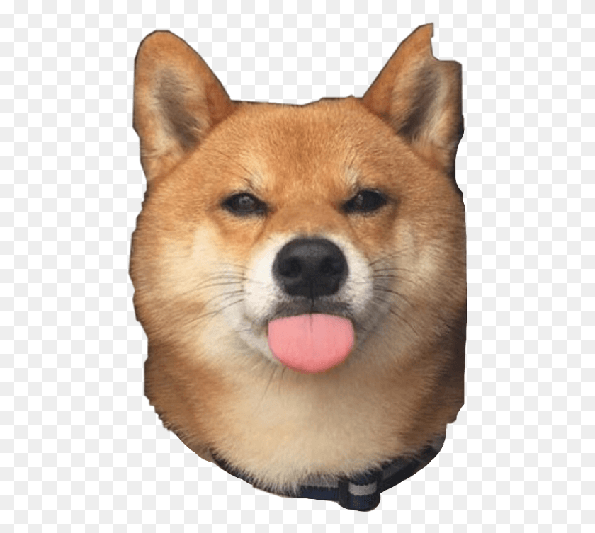 480x693 Perro, Canino, Mamífero, Animal Hd Png