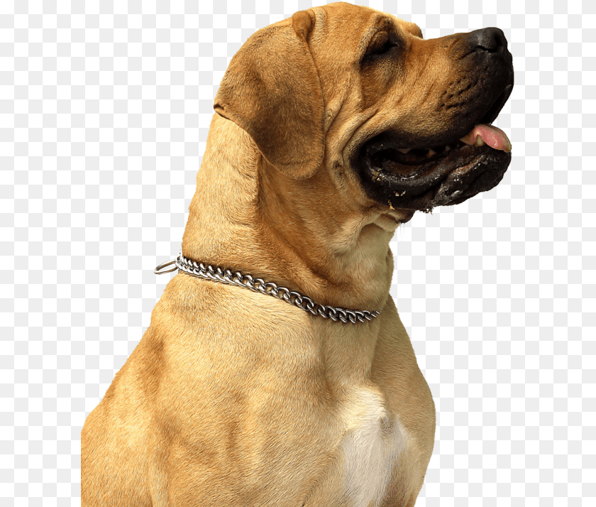 614x714 Dog, Animal, Canine, Mammal, Pet Transparent PNG