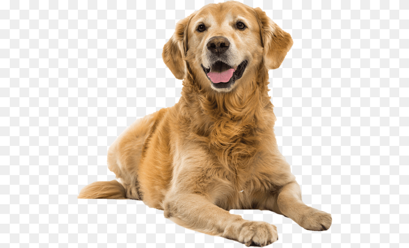 525x510 Dog, Animal, Canine, Golden Retriever, Mammal Transparent PNG