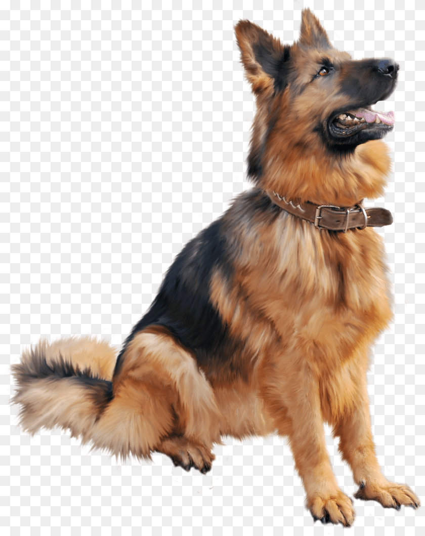 Dog, Animal, Canine, German Shepherd, Mammal Transparent PNG