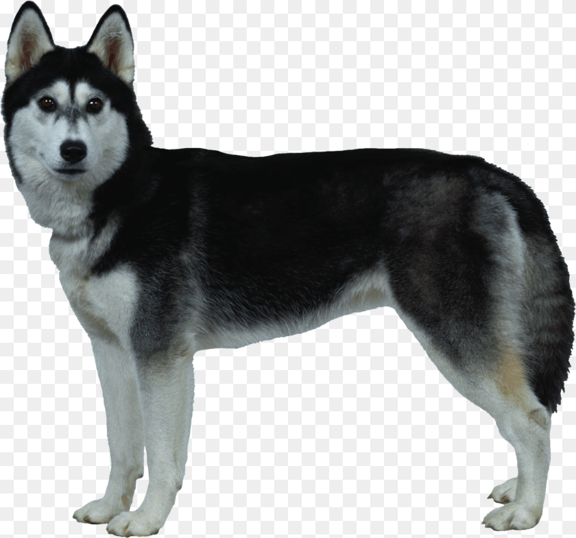 Dog, Animal, Canine, Husky, Mammal Sticker PNG