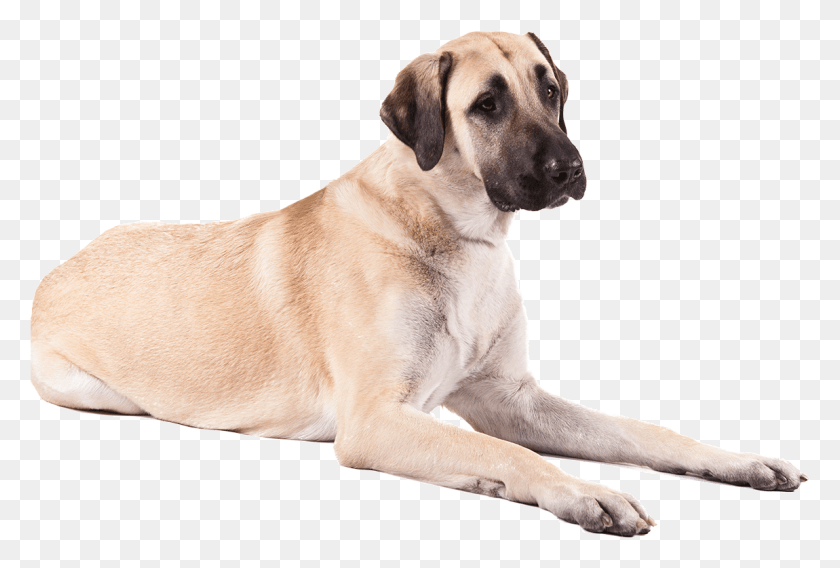1150x749 Dog Anatolian Shepherd Dog, Pet, Canine, Animal HD PNG Download