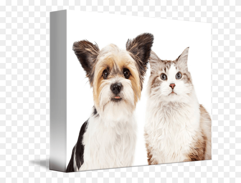 650x579 Dog And Cat Closeup Dog, Pet, Canine, Animal HD PNG Download