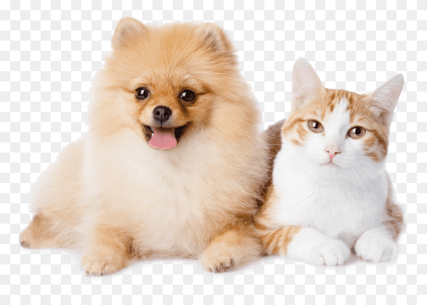 1128x782 Perro Y Gato Descansando Pomerania Y Un Gato, Cachorro, Mascota, Canino Hd Png
