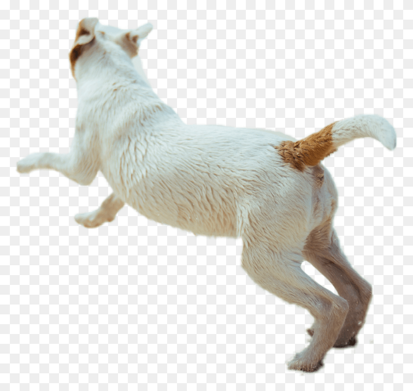 971x917 Dog Animal Running Fast Puppy Cute Dogrunning Dog Catches Something, White Dog, Pet, Canine HD PNG Download