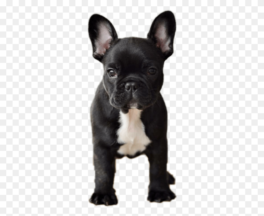 285x627 Dog Animals Pets Frenchie Frenchy Frenchbulldog Grayson Dolan With Dogs, Pet, Canine, Animal HD PNG Download