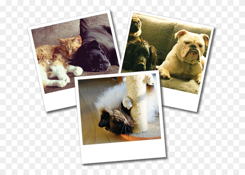 657x540 Dog Boarding Bulldog, Collage, Poster, Advertisement HD PNG Download