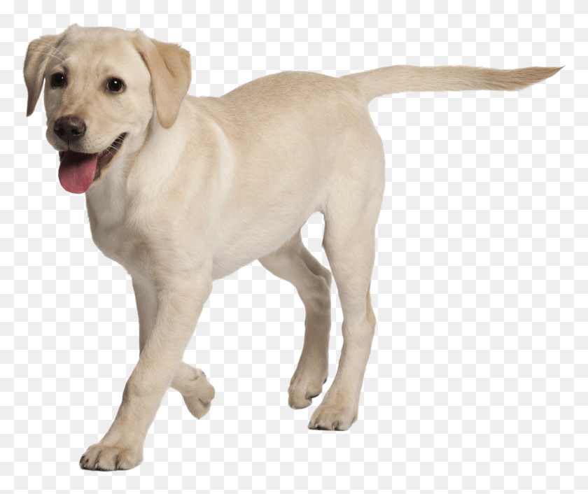 1416x1174 Dog Boarding Services Dog Labrador, Labrador Retriever, Pet, Canine Descargar Hd Png