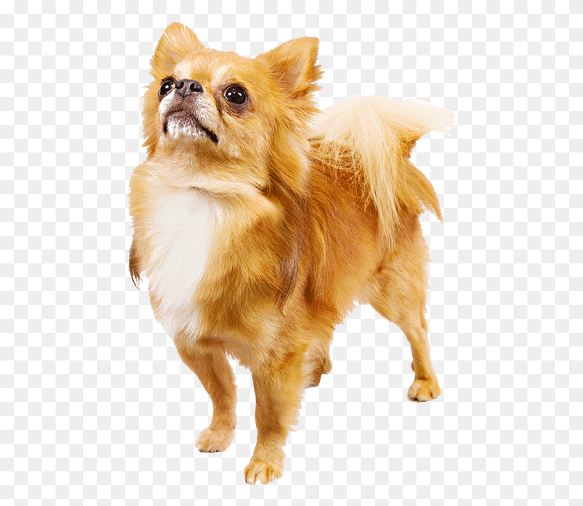 476x670 Dog Breeds That Look Like Toys Wow Amazing Freeuse Transparent Chihuahua, Canine, Mammal, Animal HD PNG Download