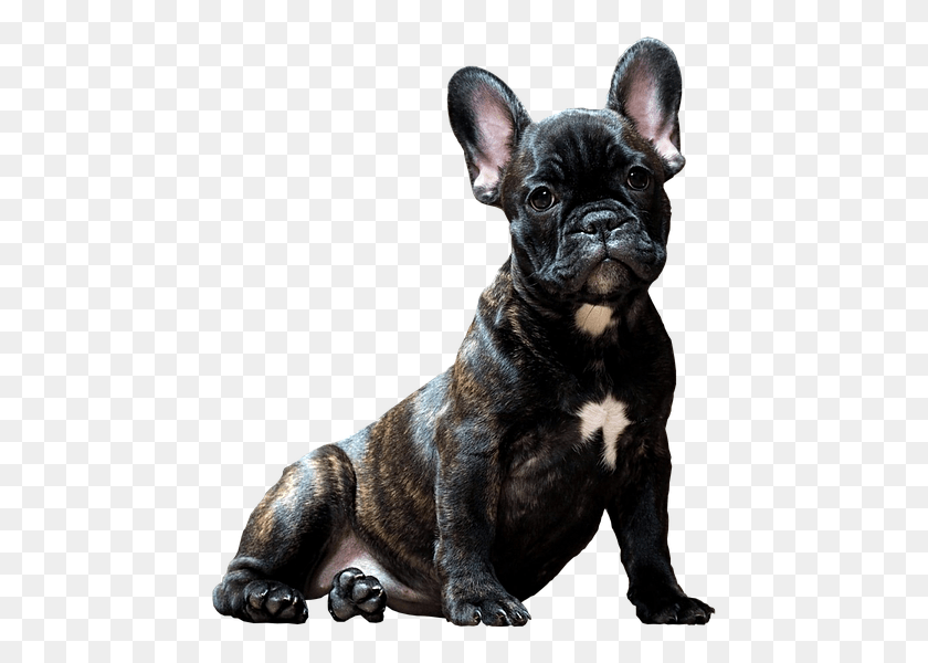 461x540 Dog Bulldog Smart Look Pets Man39s Best Friend Boxer Mixed With French Bulldog, Pet, Canine, Animal HD PNG Download