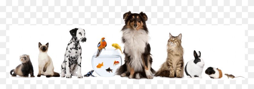 1117x339 Dog Cat Bird Fish, Animal, Cat, Pet HD PNG Download