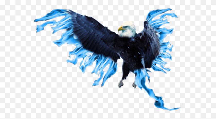 586x402 Dog Catches Something, Eagle, Bird, Animal HD PNG Download