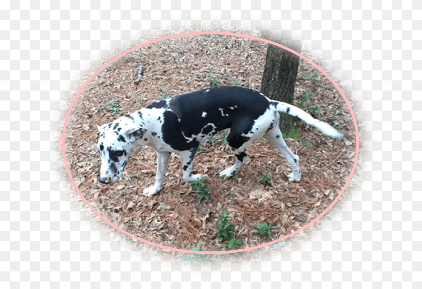 664x515 Perro Atrapa Algo, Mascota, Canino, Animal Hd Png