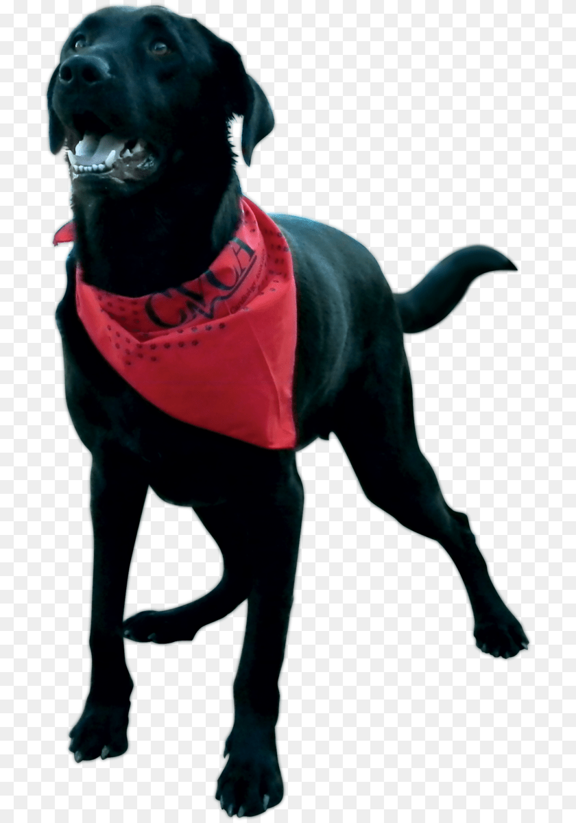 719x1200 Dog Catches Something, Accessories, Animal, Canine, Mammal PNG