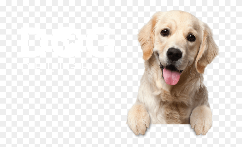 696x451 Dog Delights Background Register Your Pet, Canine, Animal, Mammal HD PNG Download