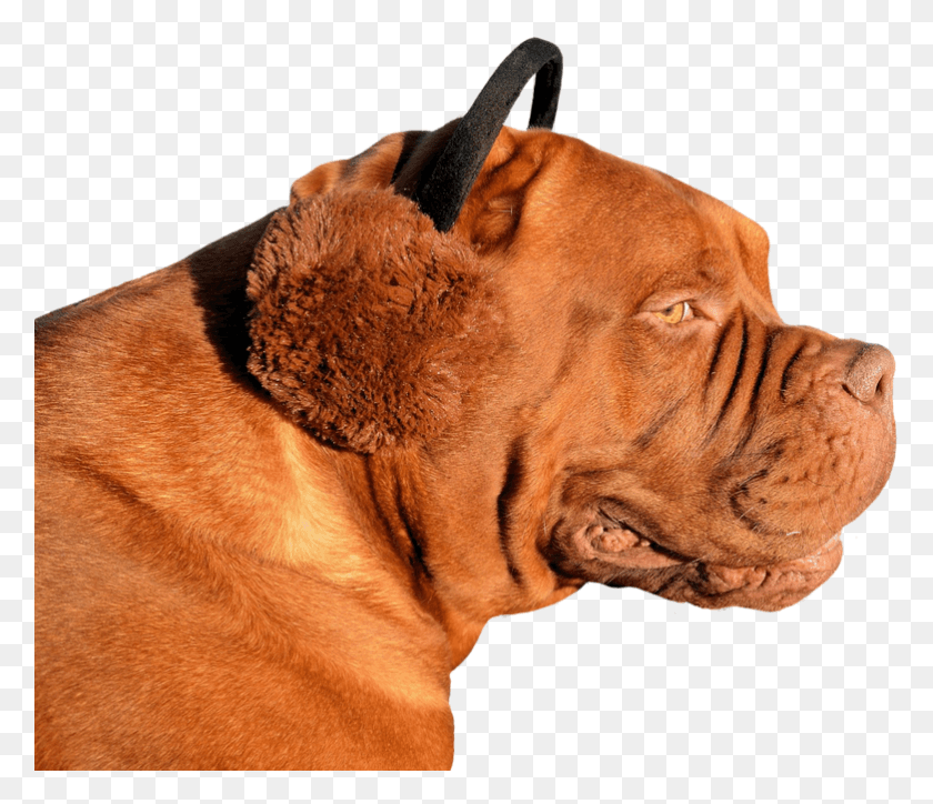 782x666 Dog Ear Warmer Funny Animal Animal World Dog, Bulldog, Pet, Canine HD PNG Download