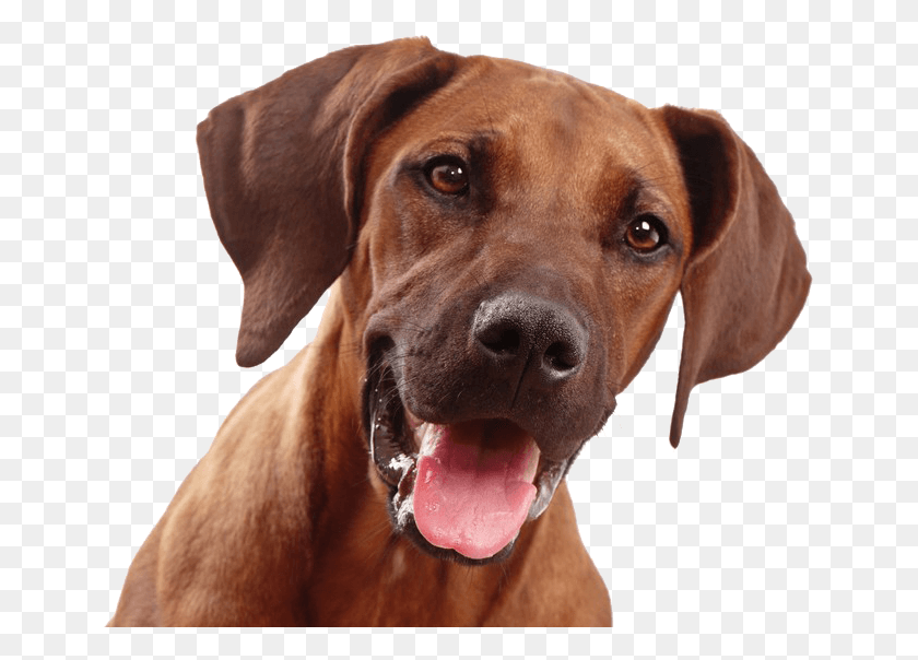 651x544 Dog Face, Dog, Pet, Canine HD PNG Download