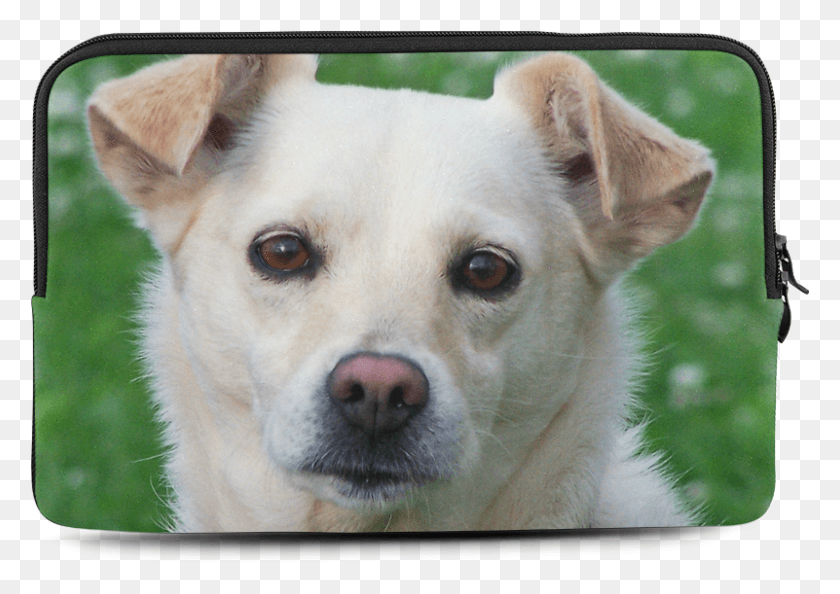 801x549 Dog Face, Dog, Pet, Canine HD PNG Download