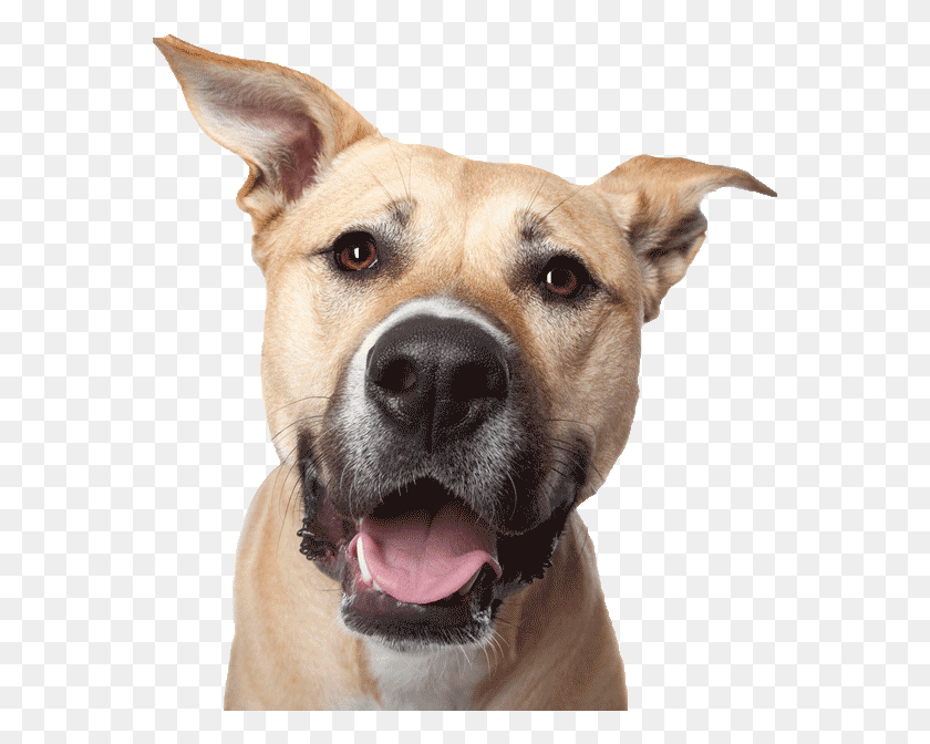 565x612 Dog Face Main600png Dog Face Photography, Dog, Pet, Canine HD PNG Download
