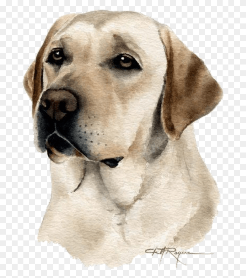 691x888 Dog Fanart Tumblr Dibujos De Perros Labradores, Labrador Retriever, Pet, Canine HD PNG Download