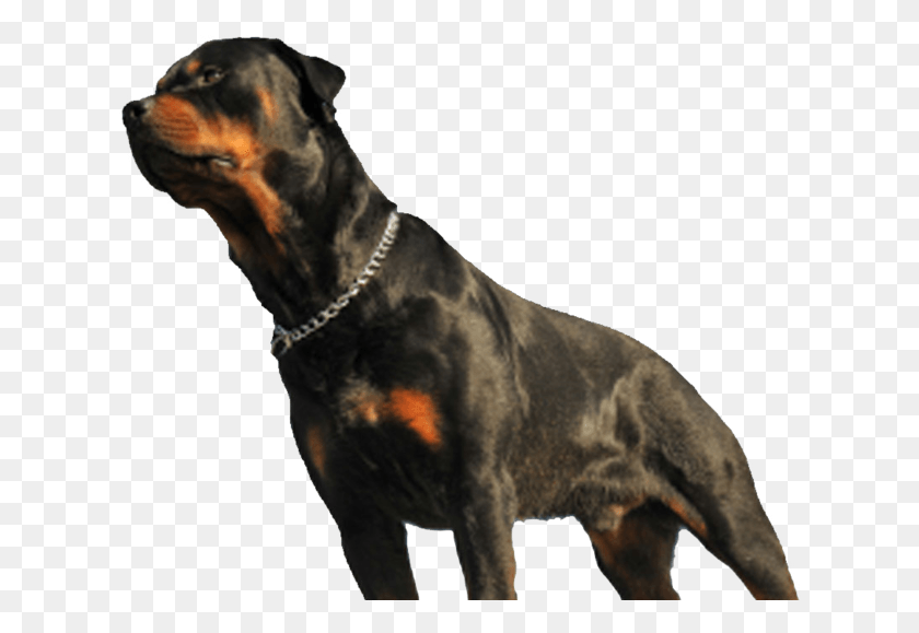 624x519 Dog Fatally Mauls Baby In Los Angeles Home Rottweiler, Pet, Canine, Animal HD PNG Download