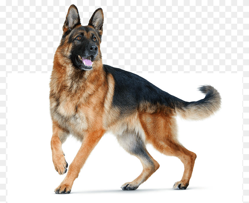 793x685 Dog For Editing, Animal, Canine, German Shepherd, Mammal Clipart PNG
