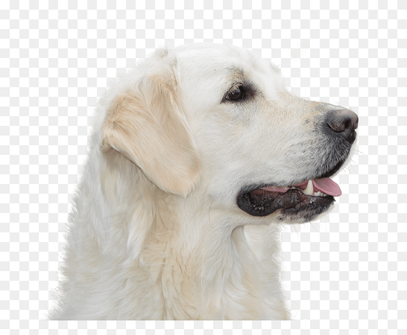 691x632 Dog Free Golden Retriever Pet Hundeportrait Animal Slovak Cuvac, Canine, Mammal, Labrador Retriever HD PNG Download