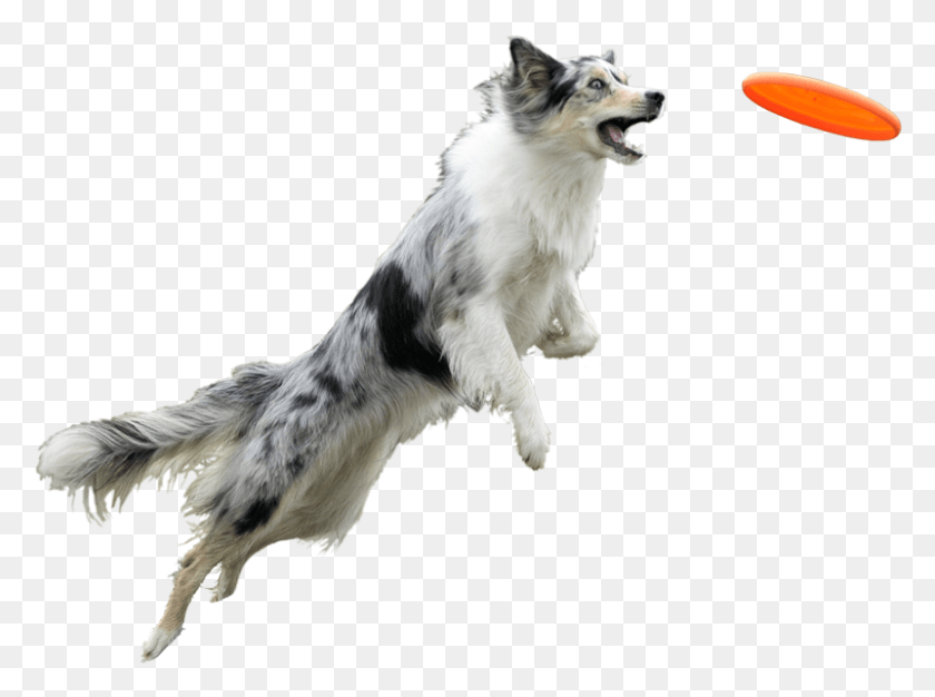 801x582 Dog Frisbee, Toy, Pet, Canine HD PNG Download