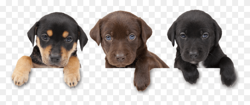 1205x453 Dog Harmony Free Puppies, Labrador Retriever, Pet, Canine HD PNG Download