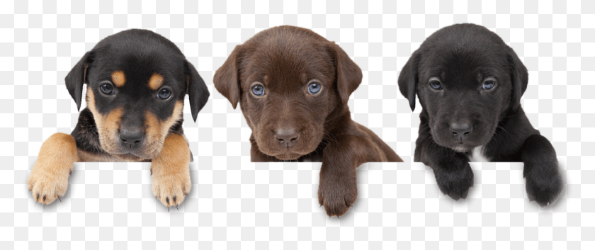 1205x453 Perro Armonía Png / Labrador Retriever Hd Png