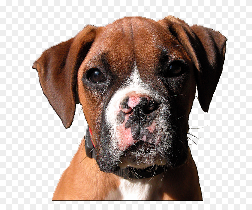 682x641 Dog Head, Dog, Pet, Canine HD PNG Download